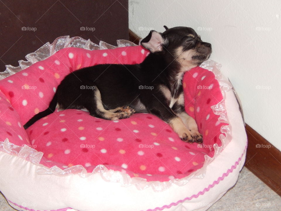 baby chihuahua of 2 months