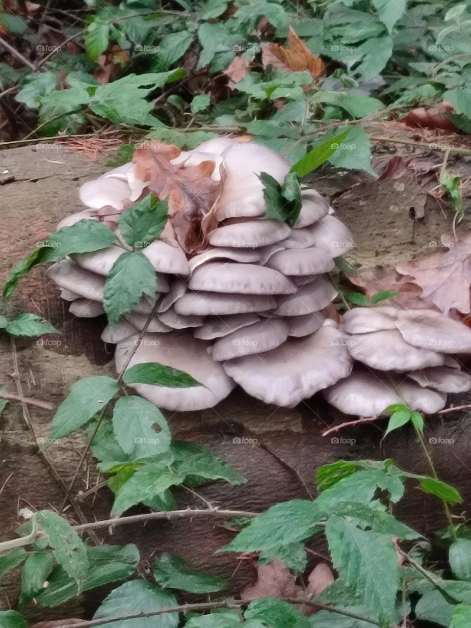 Mushroom