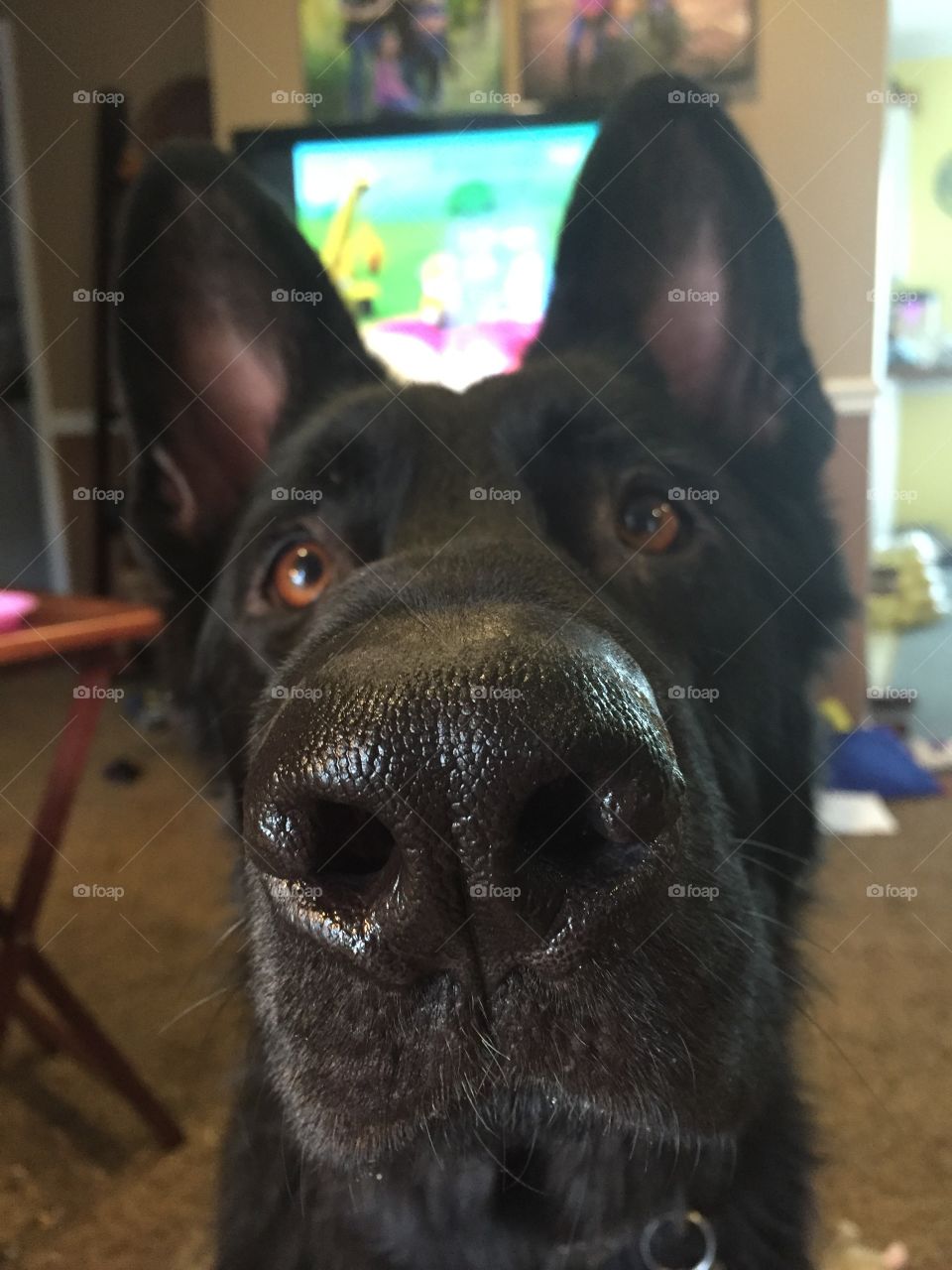 An up close and personal view of a German Shepherd's nose. 