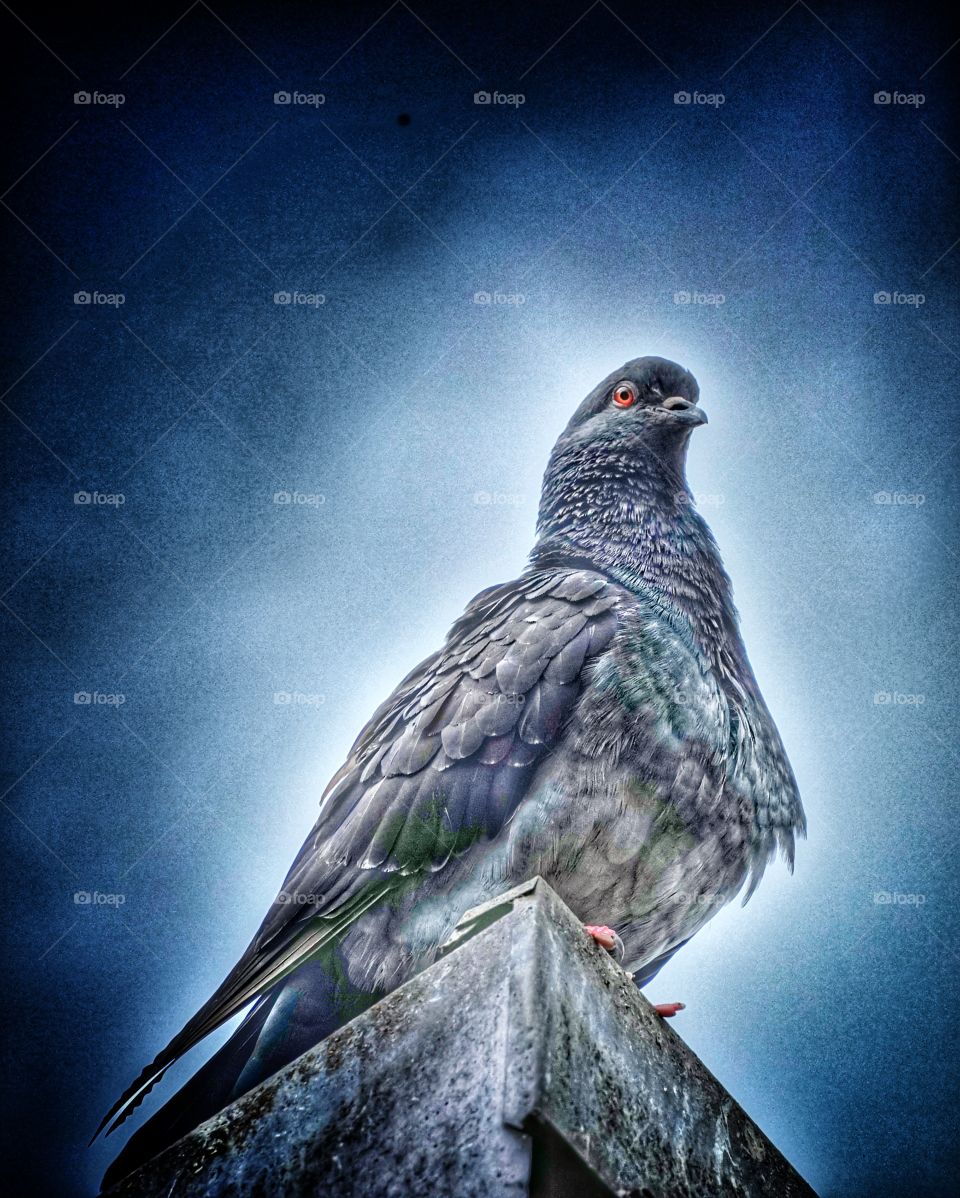 Pigeon in Sinaia  - Romania