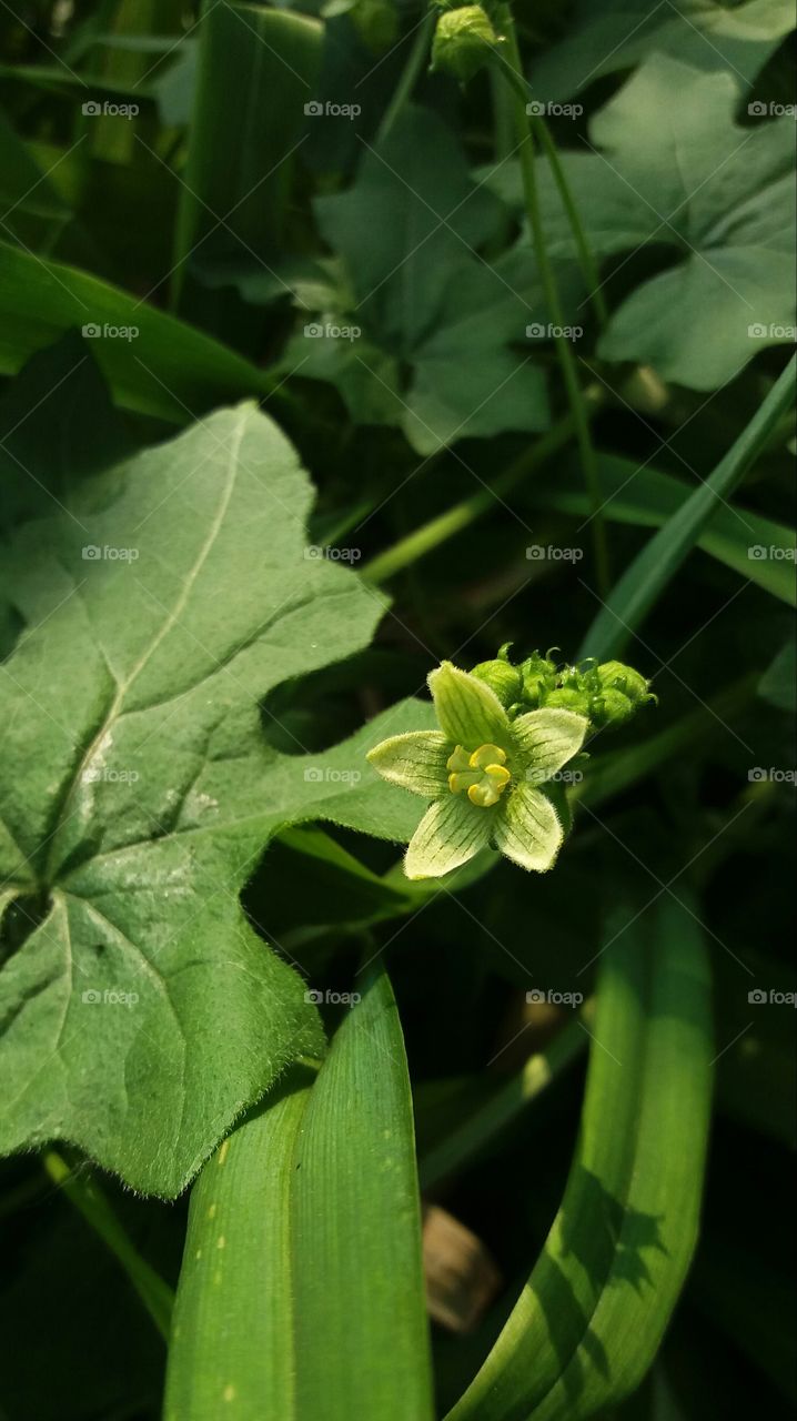 green flower close-up