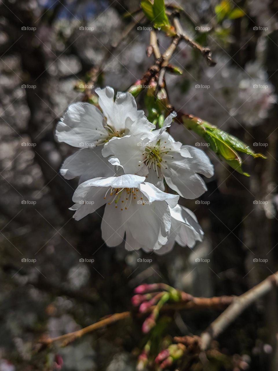 Closeup of a cherry blossom hanging off a tree, true sign that spring is here