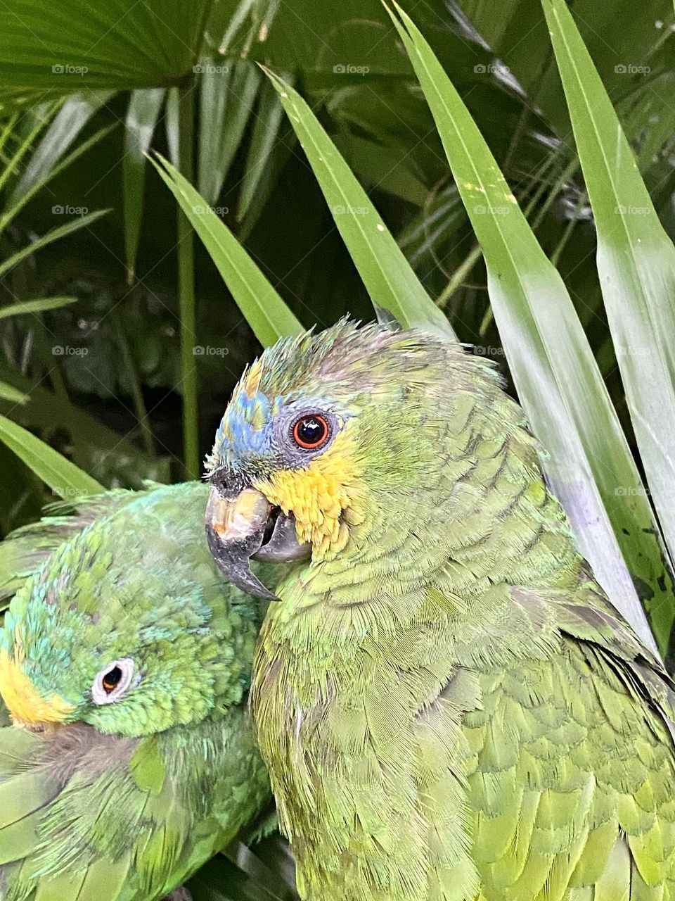 Two orange-winged parrots sitting together in front of a green leafy plant