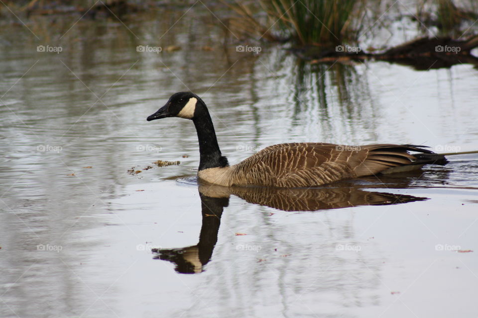 Canadian goose through the water