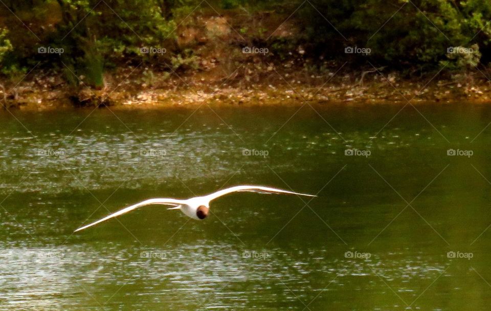 flying over the lake