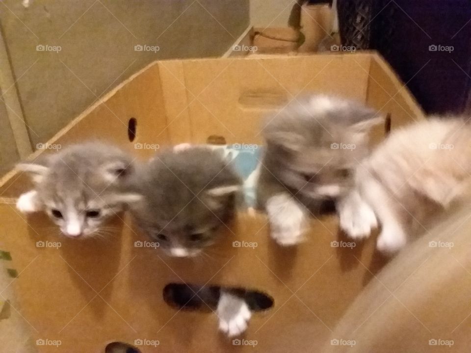 kittens