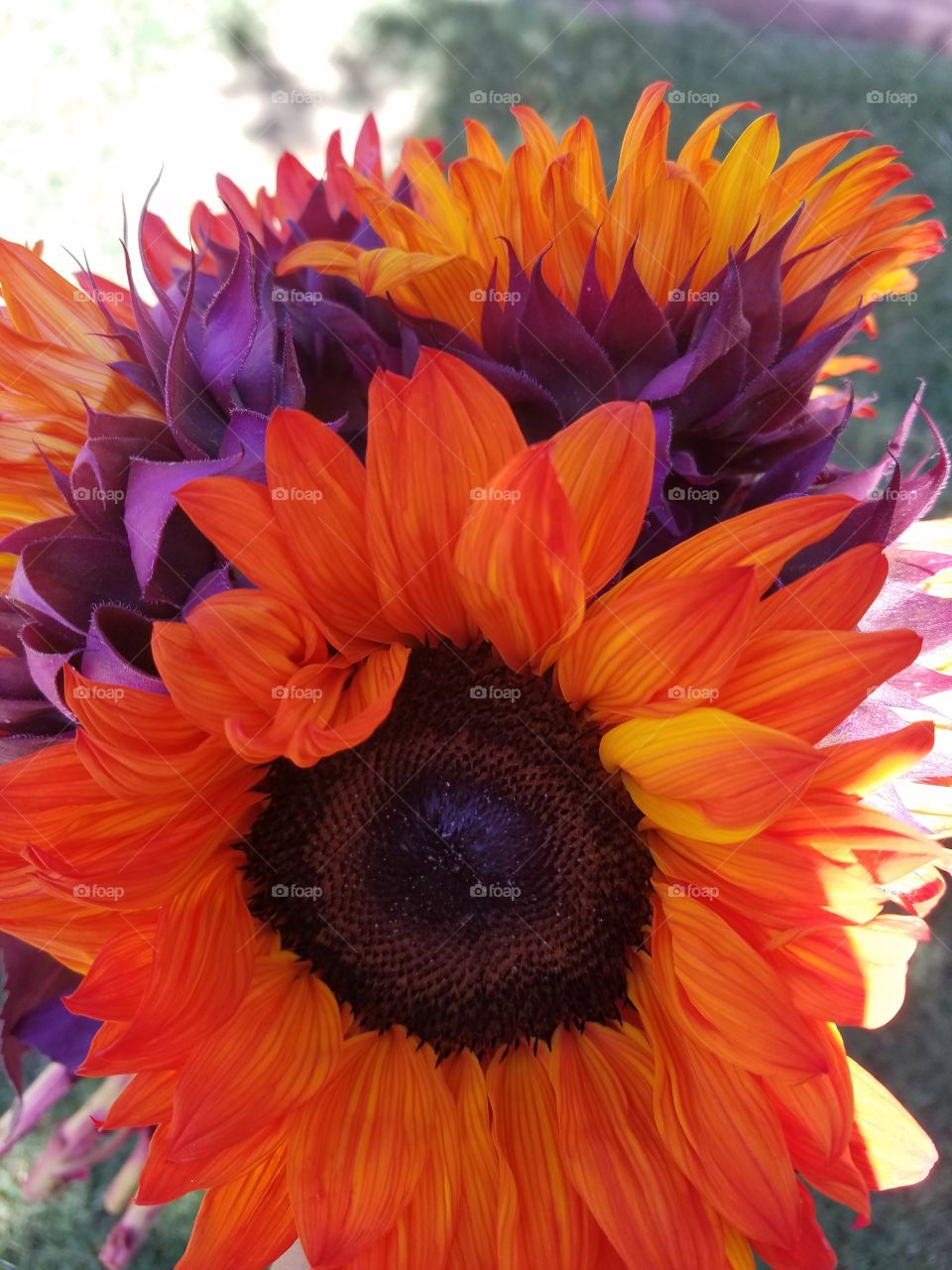 signs of autumn in the summer