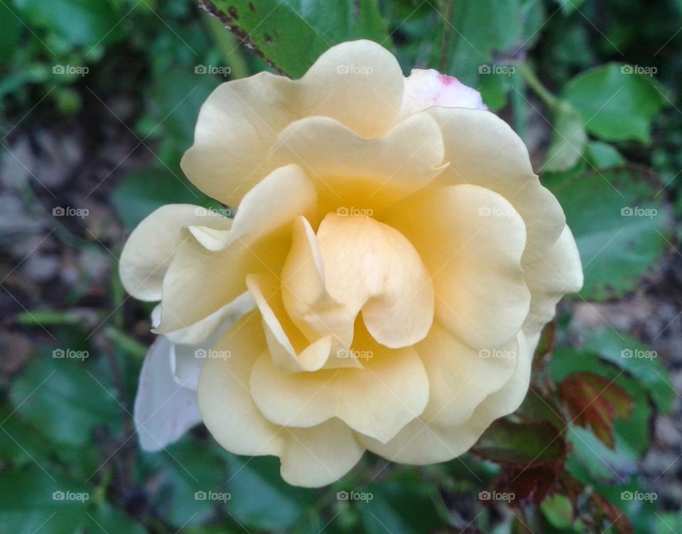 flower rose yellow