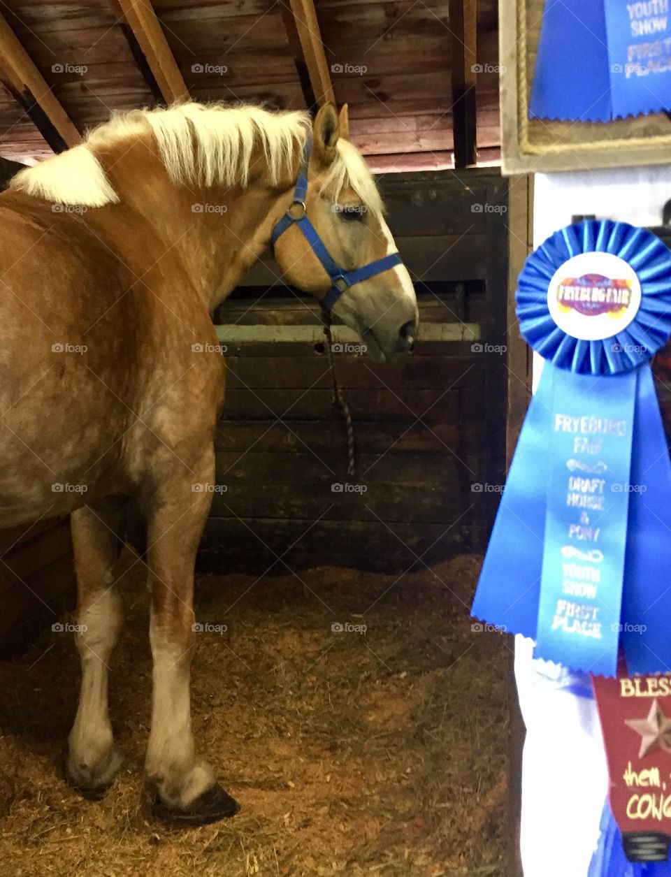First Prize Horse