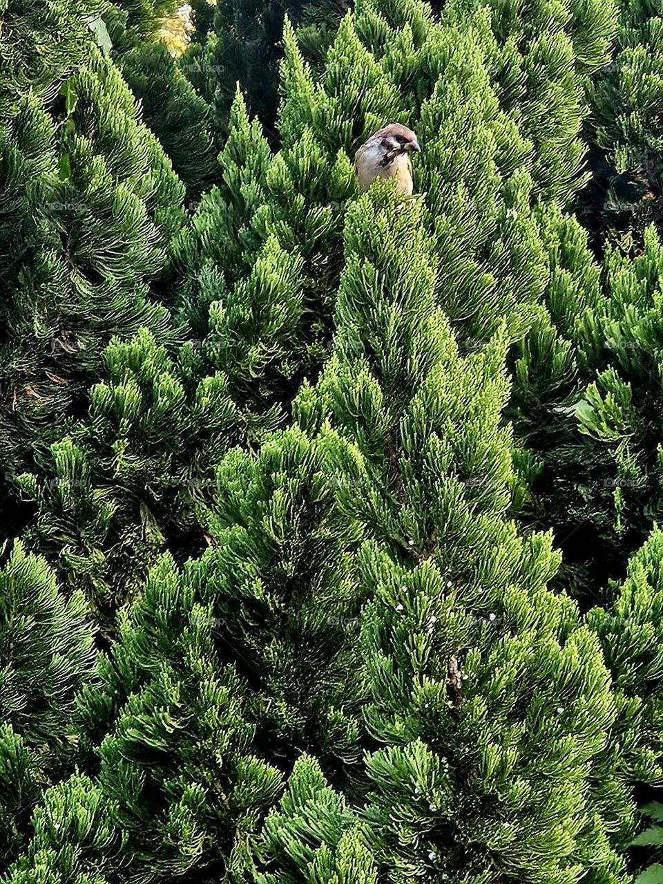 Hiding in the bushes. Has anyone noticed where I am?