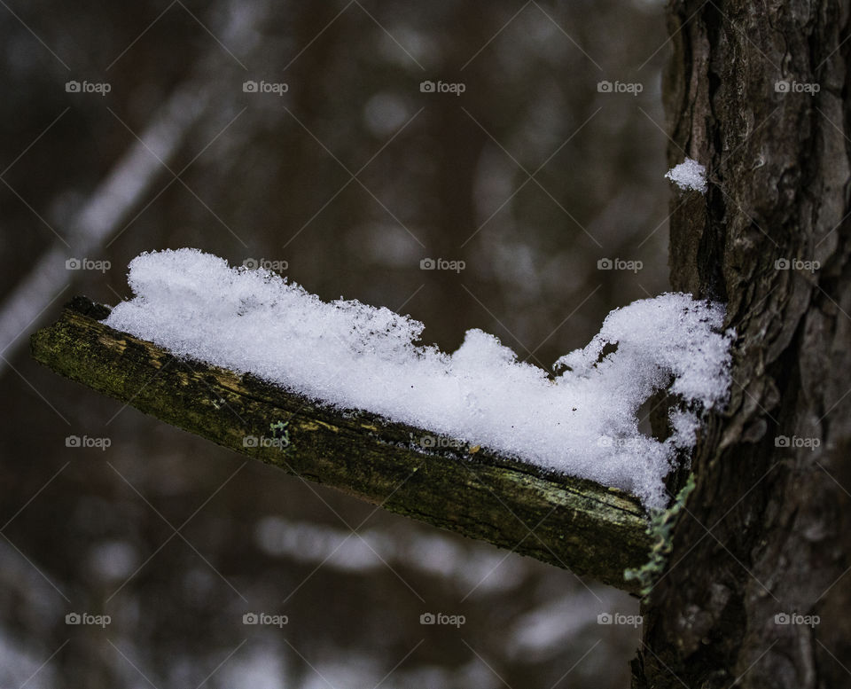 Snow on Tree