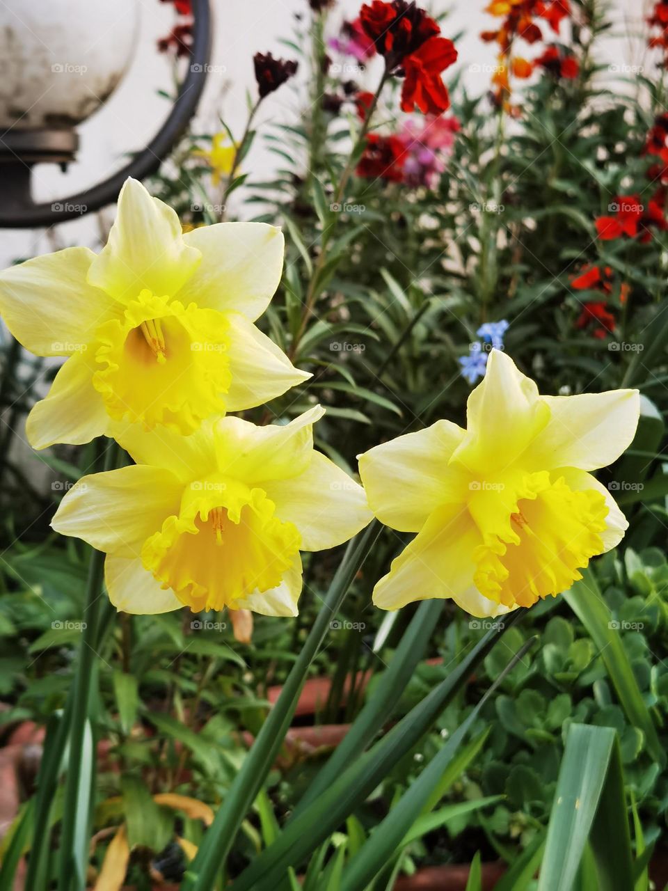 Spring flowers, Narcisus