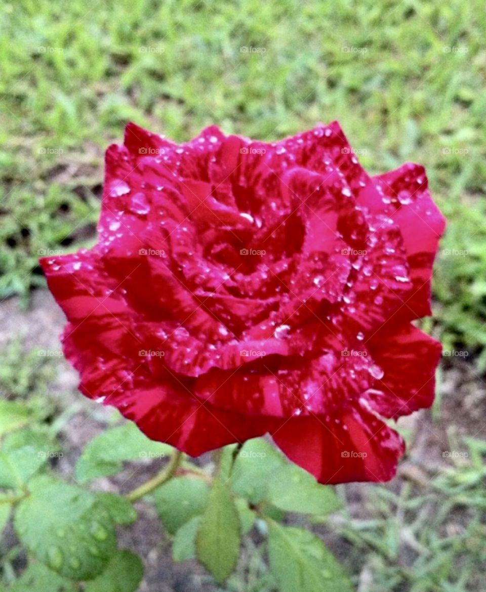 🌹 🇺🇸 Very beautiful flowers to brighten our day.  Live nature and its beauty. Did you like the delicate petals? / 🇧🇷 Flores muito bonitas para alegrar nosso dia. Viva a natureza e sua beleza. Gostaram das pétalas delicadas? 