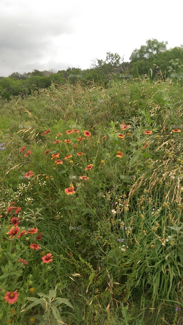 Flower, Landscape, Flora, Hayfield, Summer
