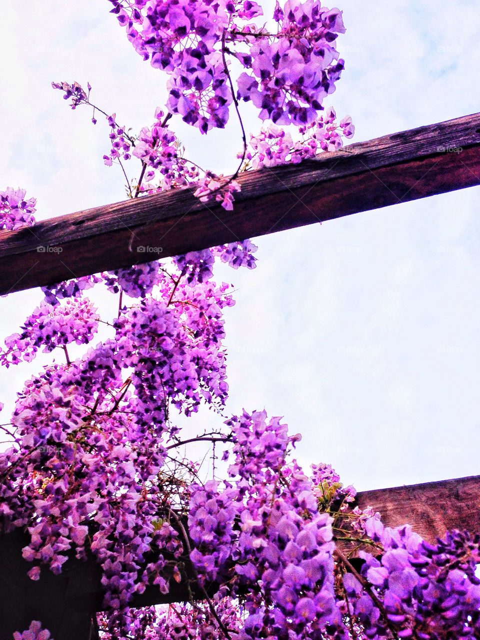 Blooming purple wisteria vine on a trellis in spring time