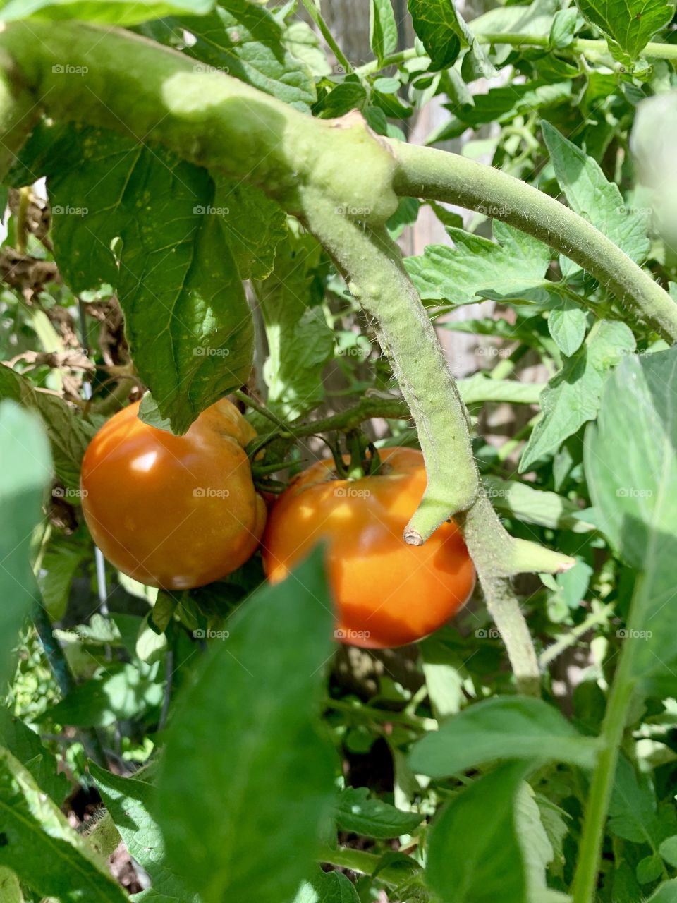 Homegrown tomatoes fresh vine farmers salad