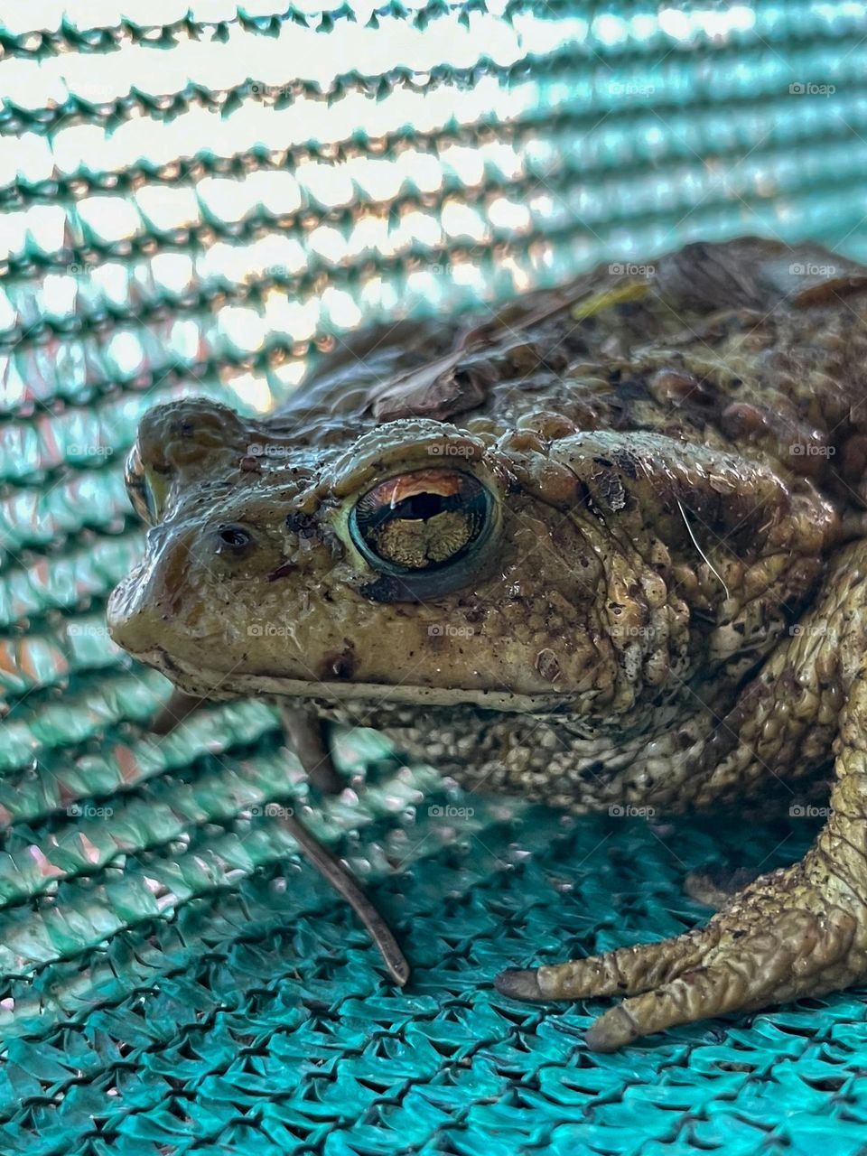 Toad