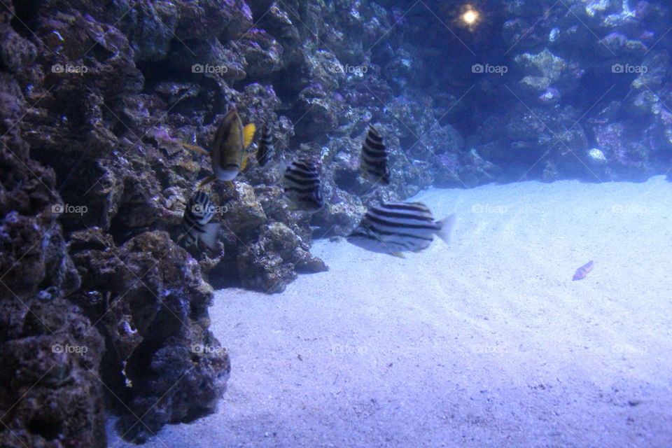 aquarium