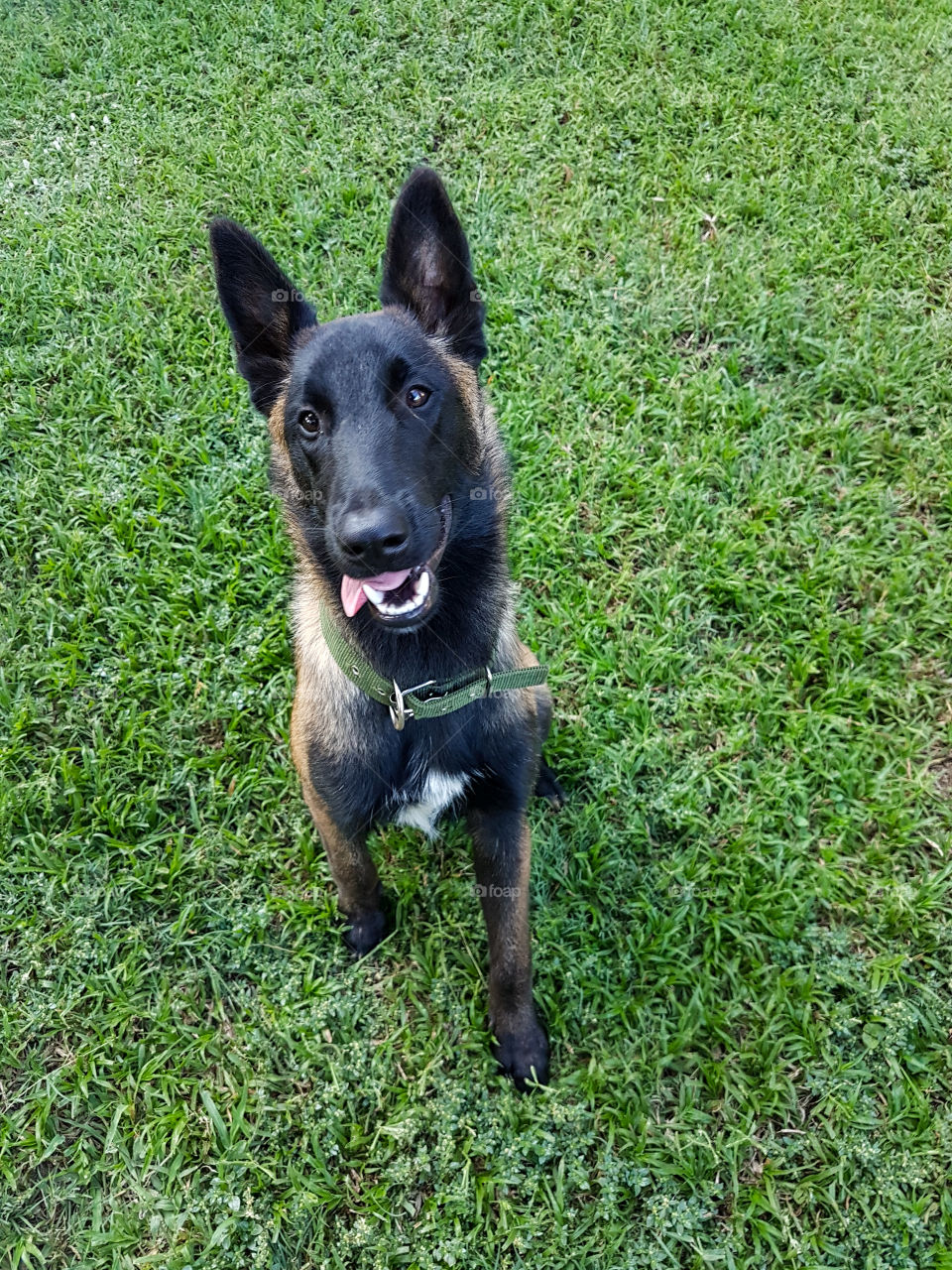 dog sitting on the grass