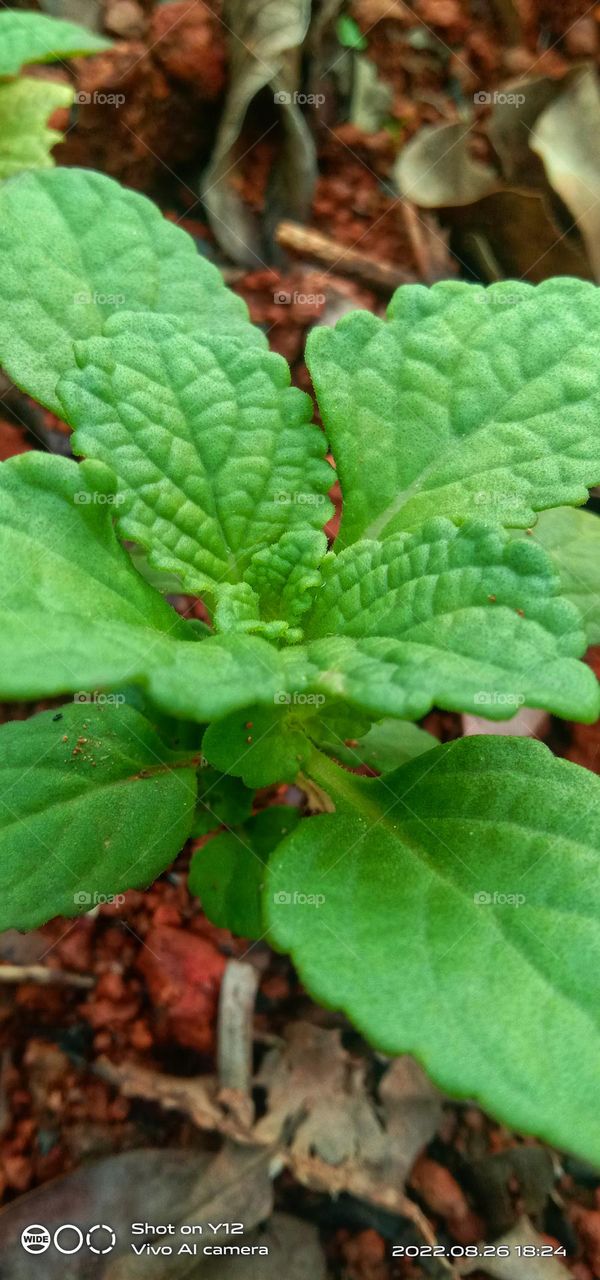 greenary - chinees potato 🥔 leaves