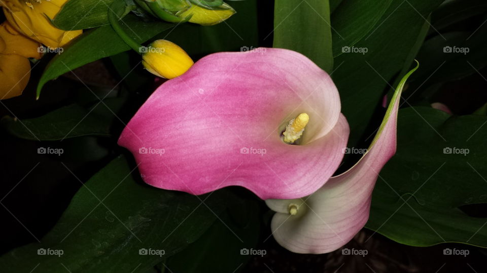 Pink Calla lily flower