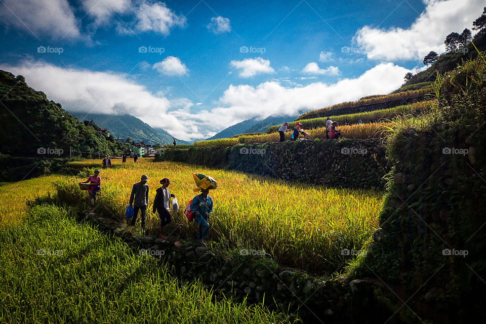 a scene from a farm