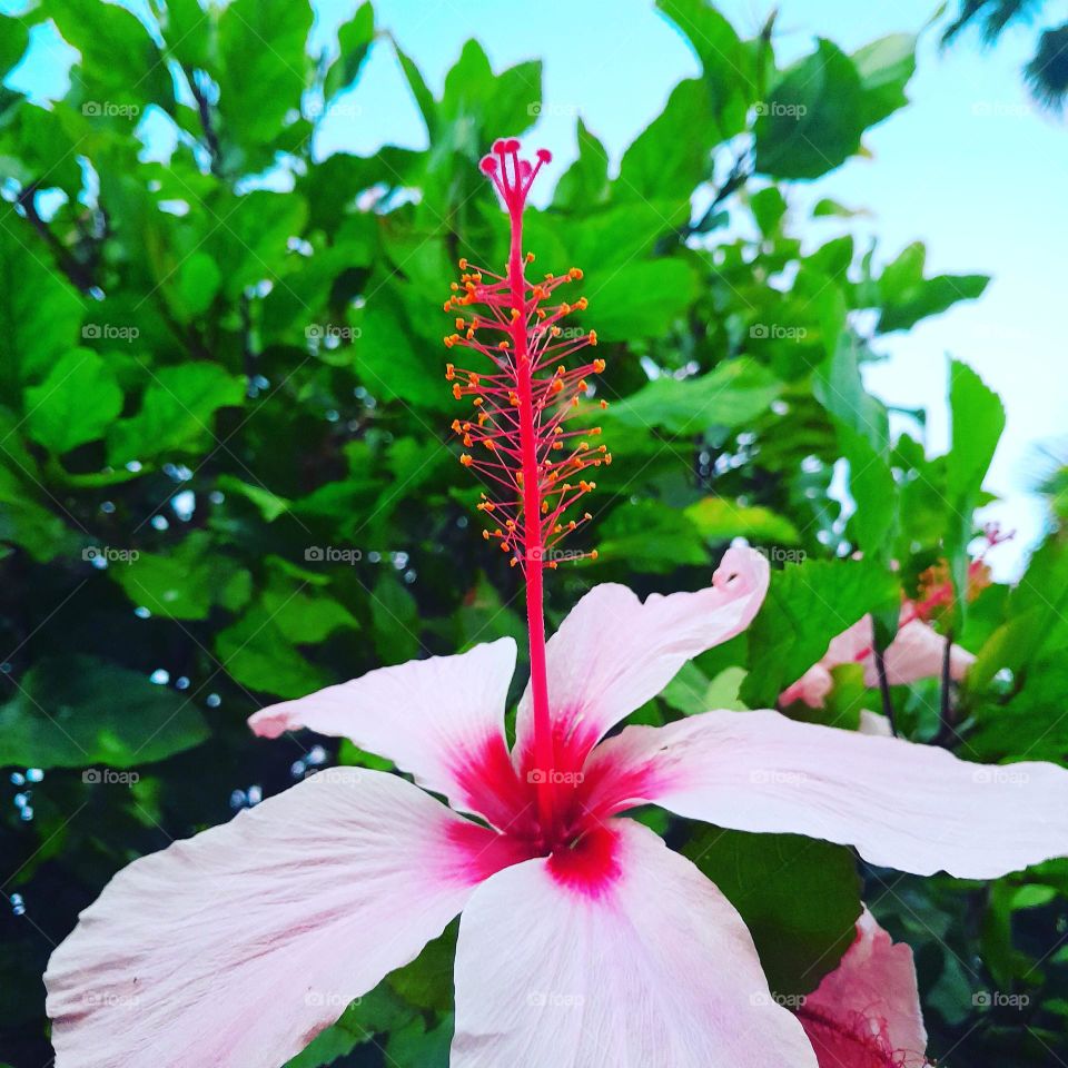 Hibiscus