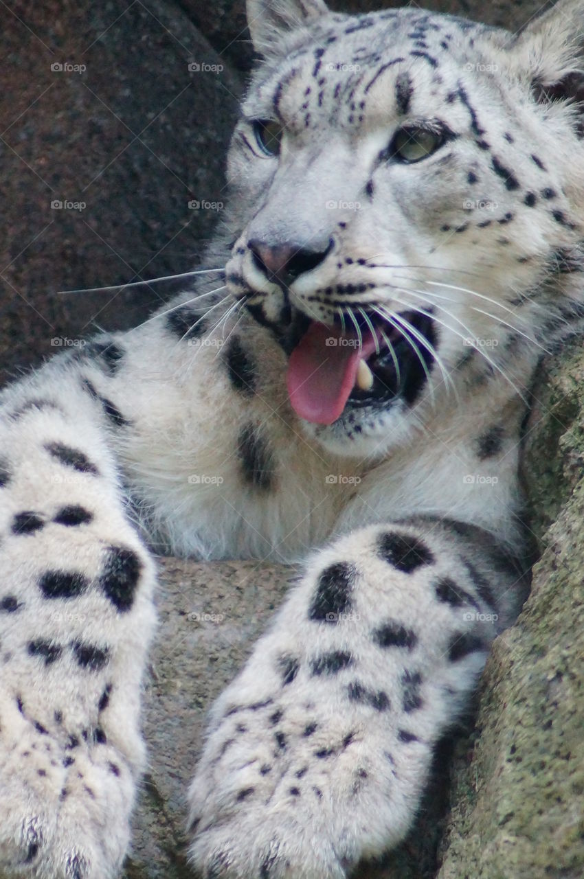 Snow leopard with mouth open