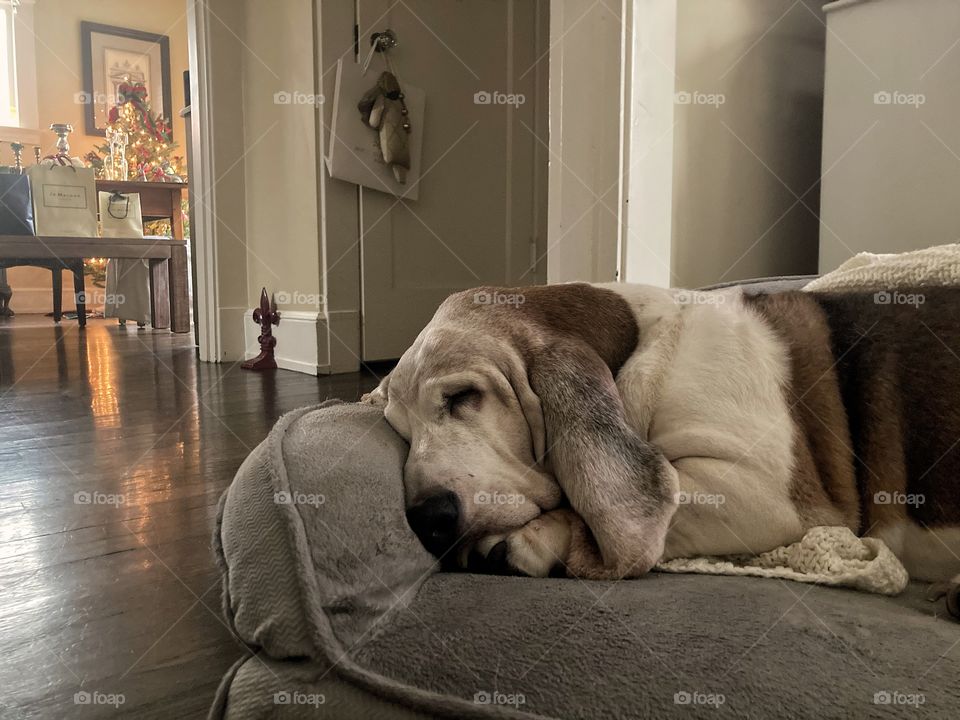 Basset hound