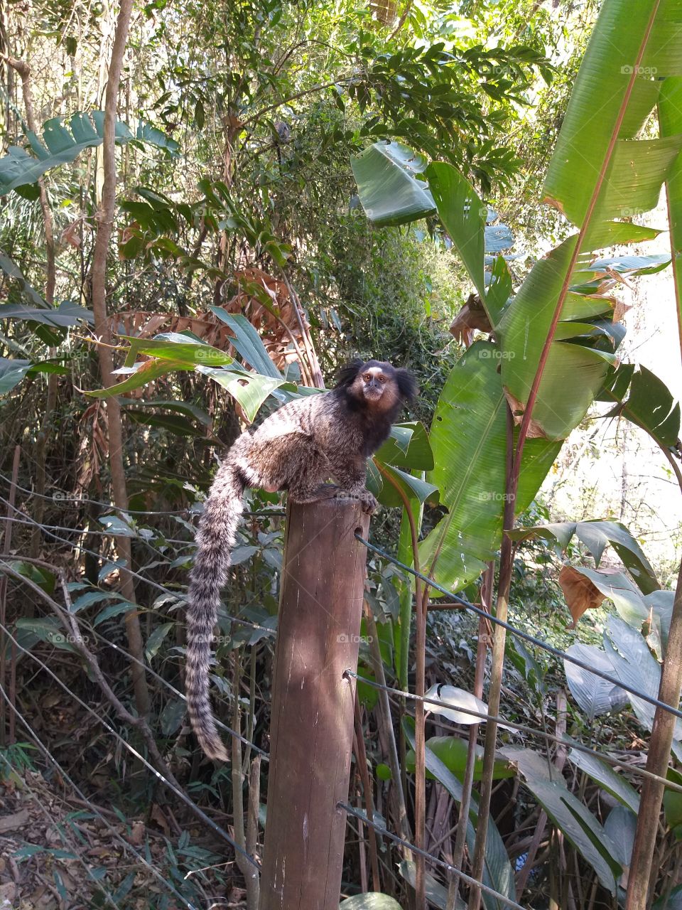 Marmoset - common name for small monkeys, with a long and thin tail, which have a very short and non-opposable thumb of the hand, with claw-shaped nails, very abundant in certain regions of Brazil.