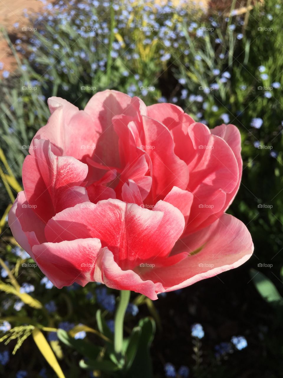 Double tulip in pink tones in the summer sunshine in the garden with blue forget me nots in the background 
