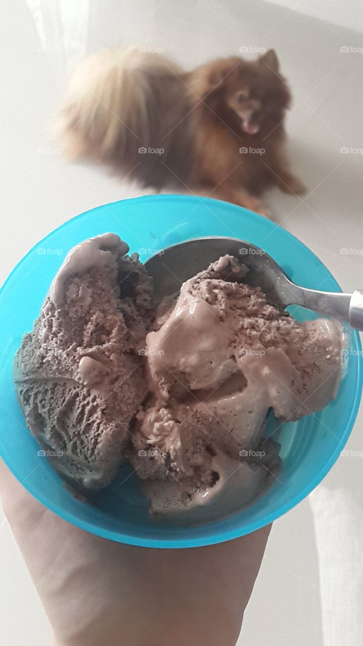 Chocolate Ice Cream and a Dog