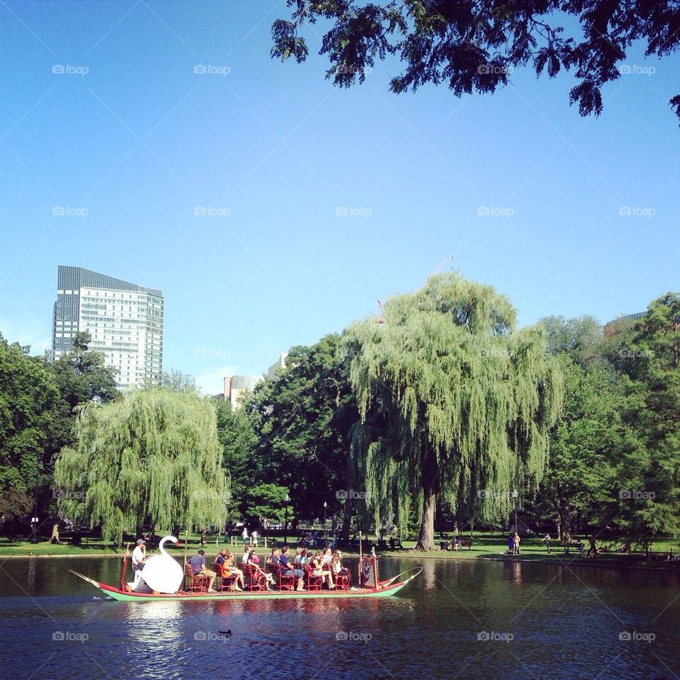 Swan boat 