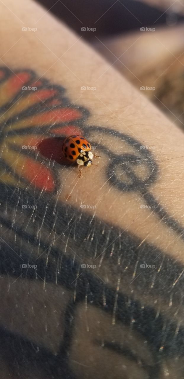 I found an Asian lady beetle on an unseasonably warm day and snapped a quick photo.