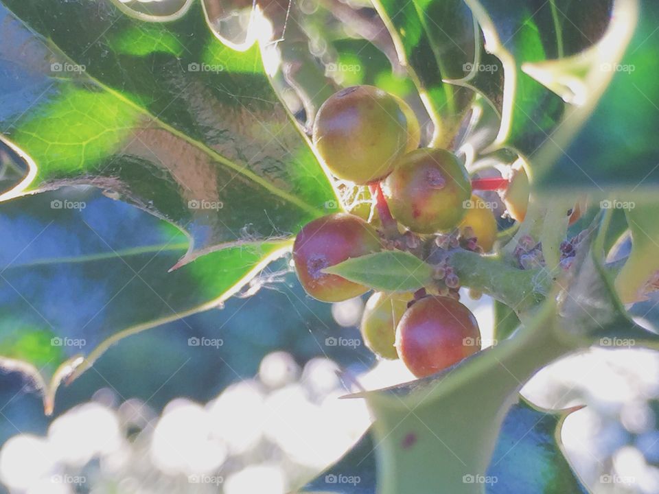 Holly with berries