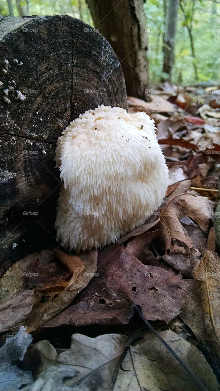 Lions Mane Mushroom
