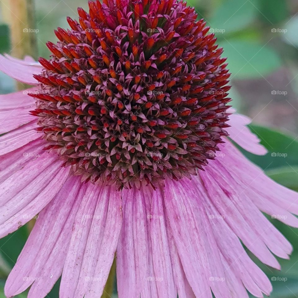 Radiant Purple Coneflower in Macro Focus