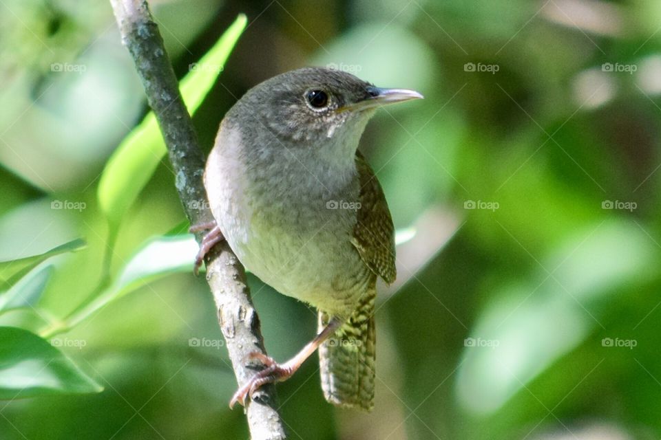 House Wren in June