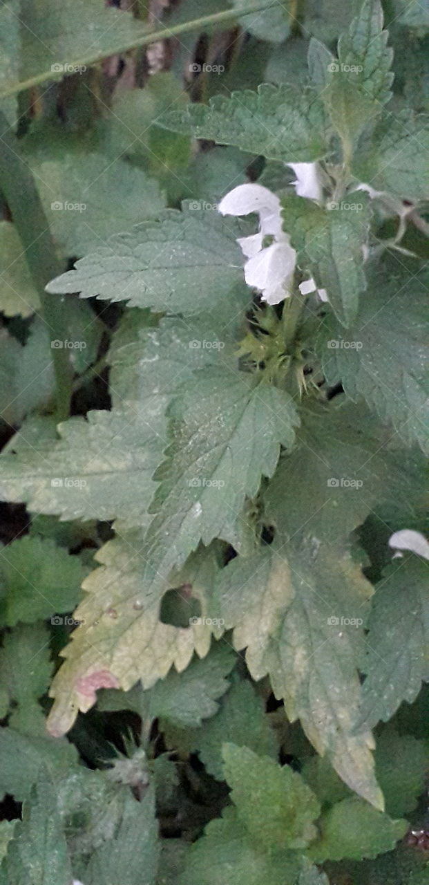 wild white meadow flower