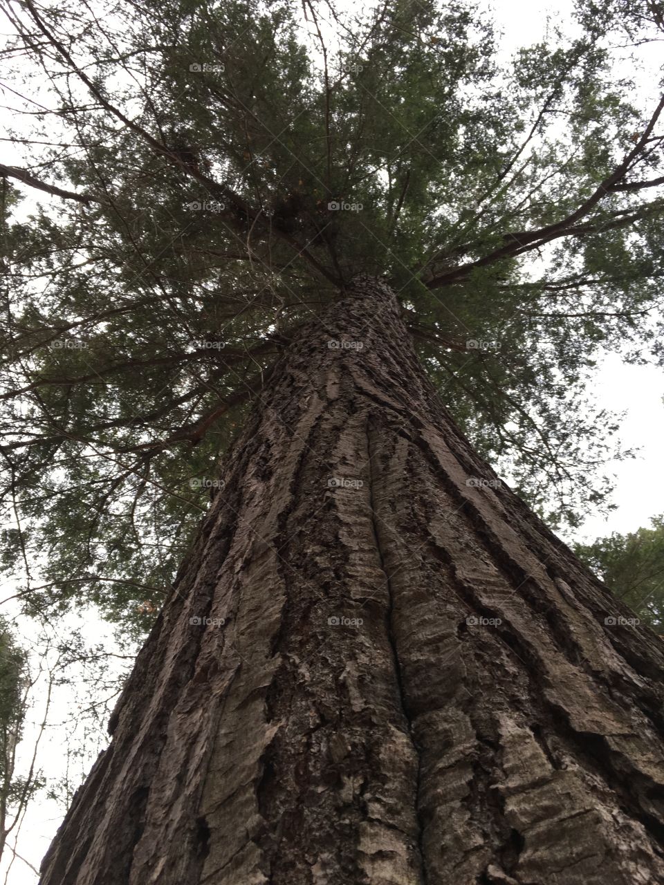 large hemlock tree in algonquin park