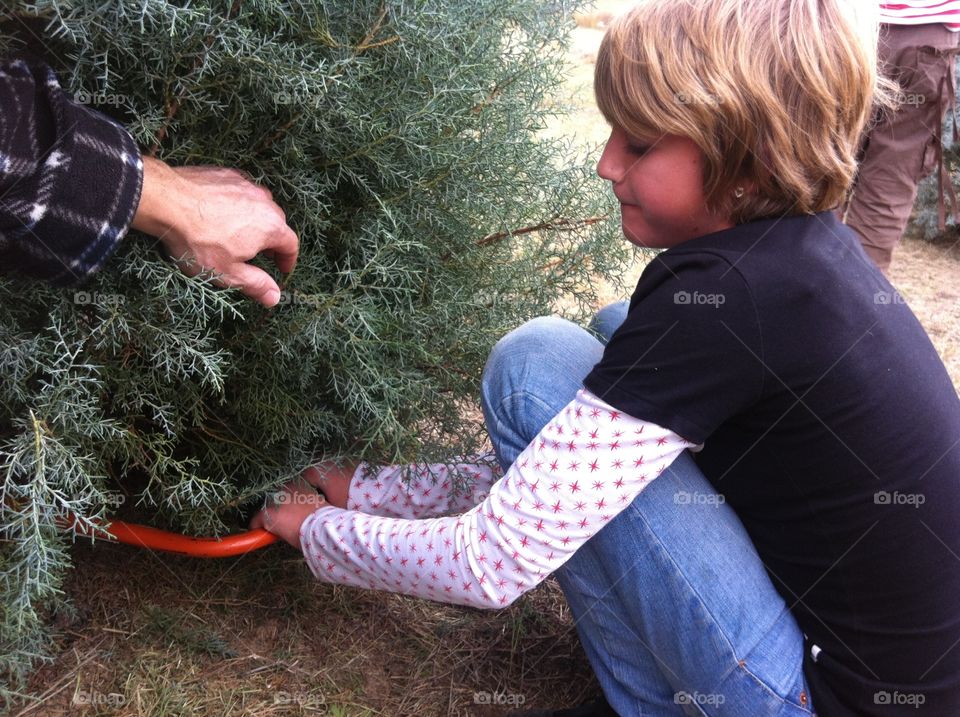 Cutting down a Christmas tree