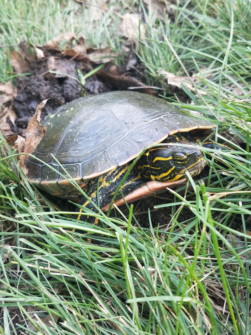 Turtle digging a hole in the green grass