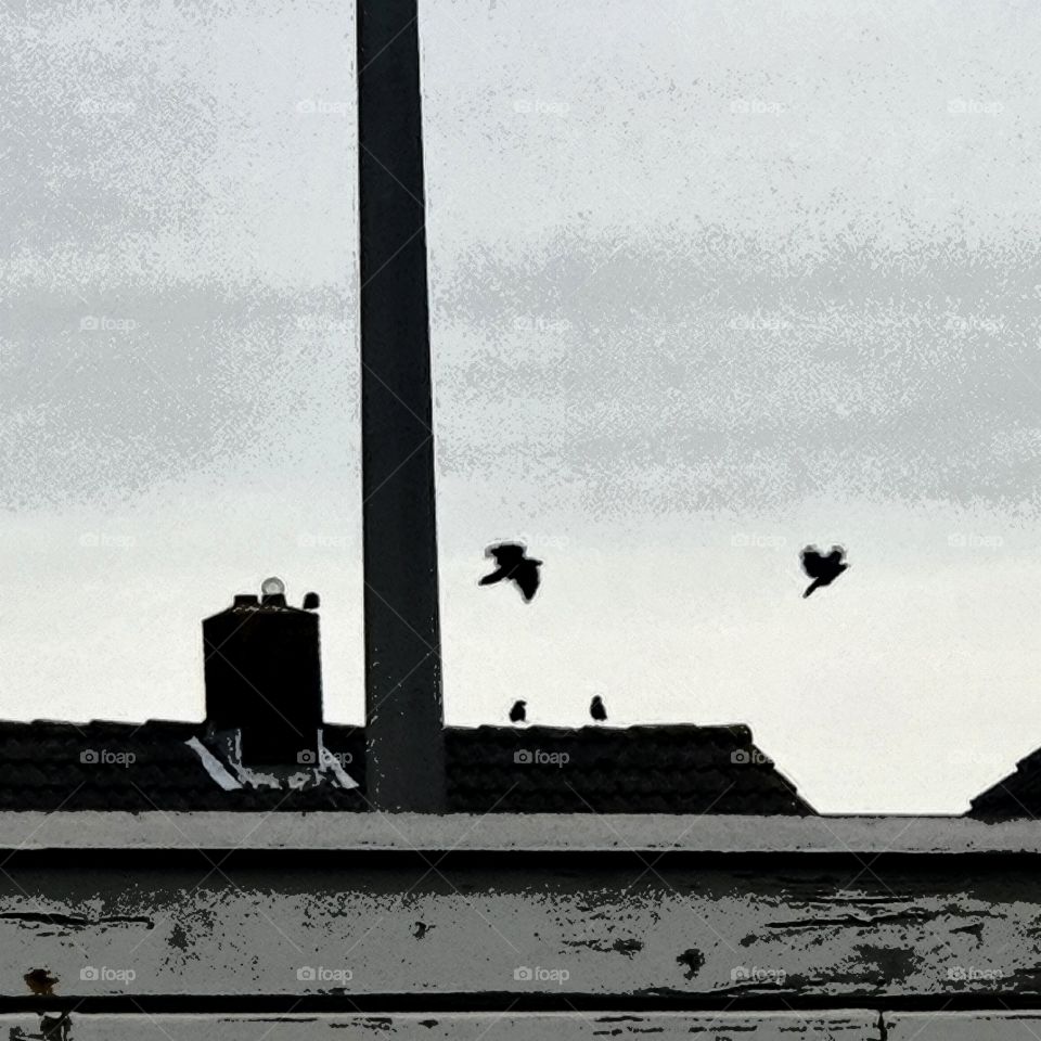 Black and white photo of flying crow.