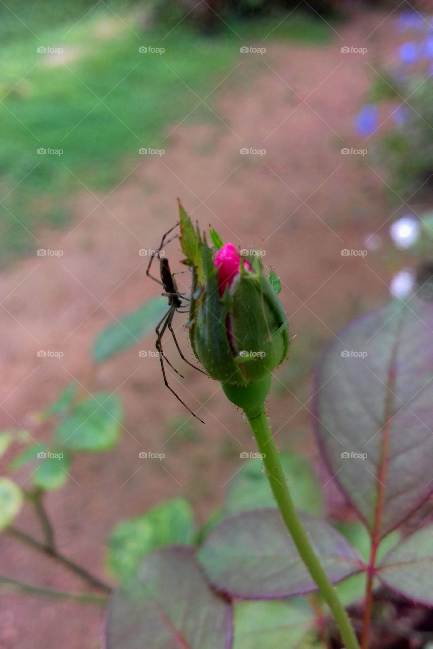 insect with rose bud