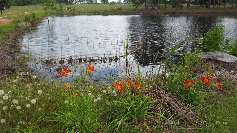 Daylilies and Dandelions by the Pond