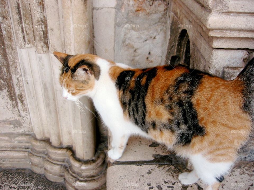 Tortoiseshell cat in Dubrovnik 