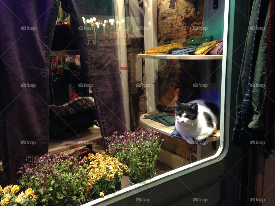 kitten on the shop window