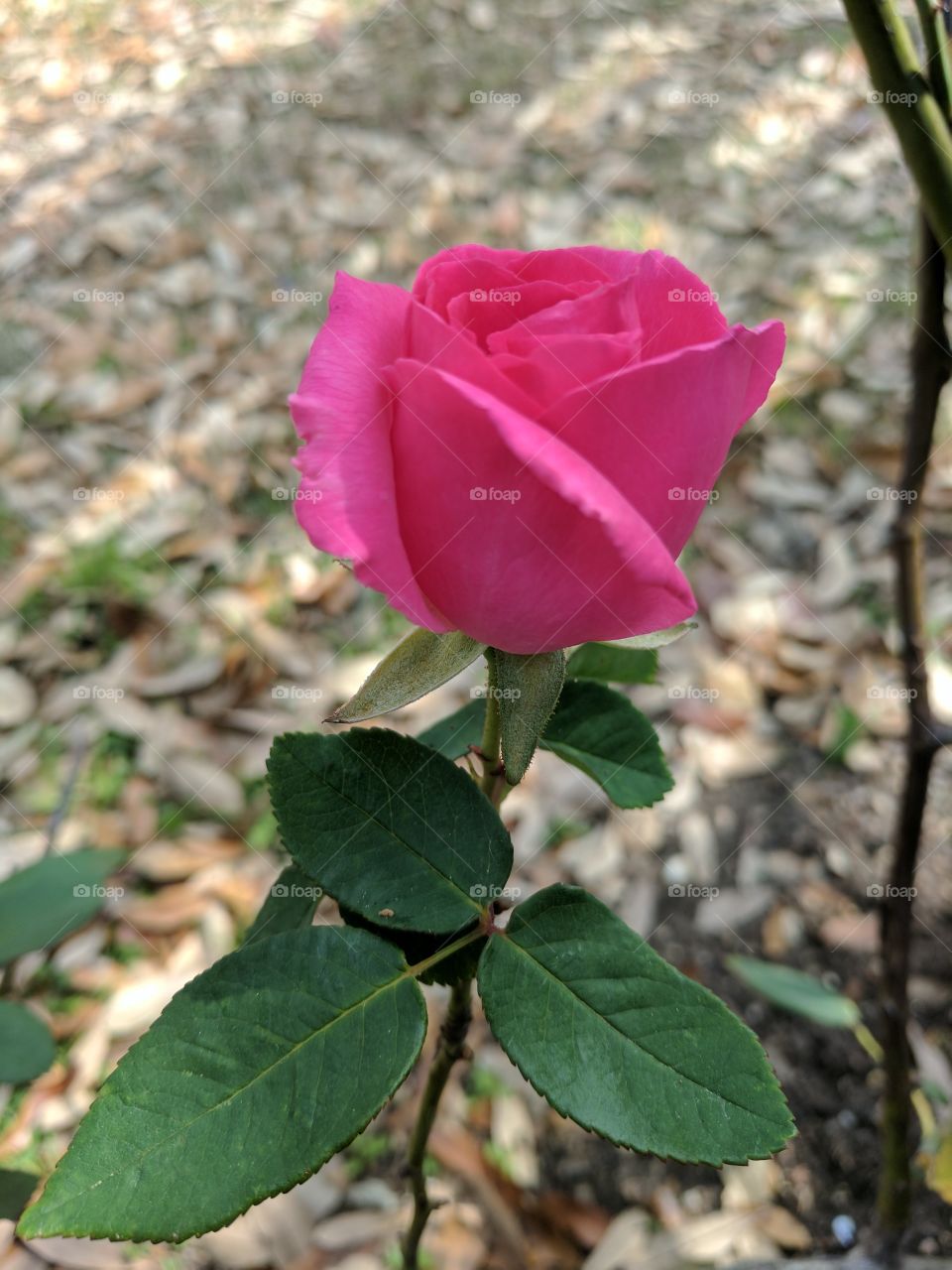 fuchsia opening