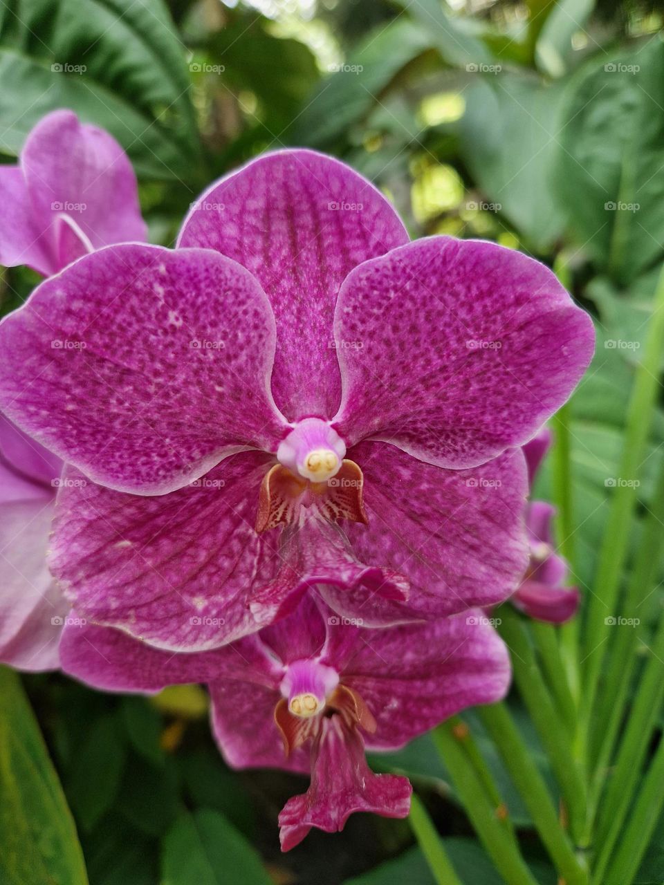 orchid