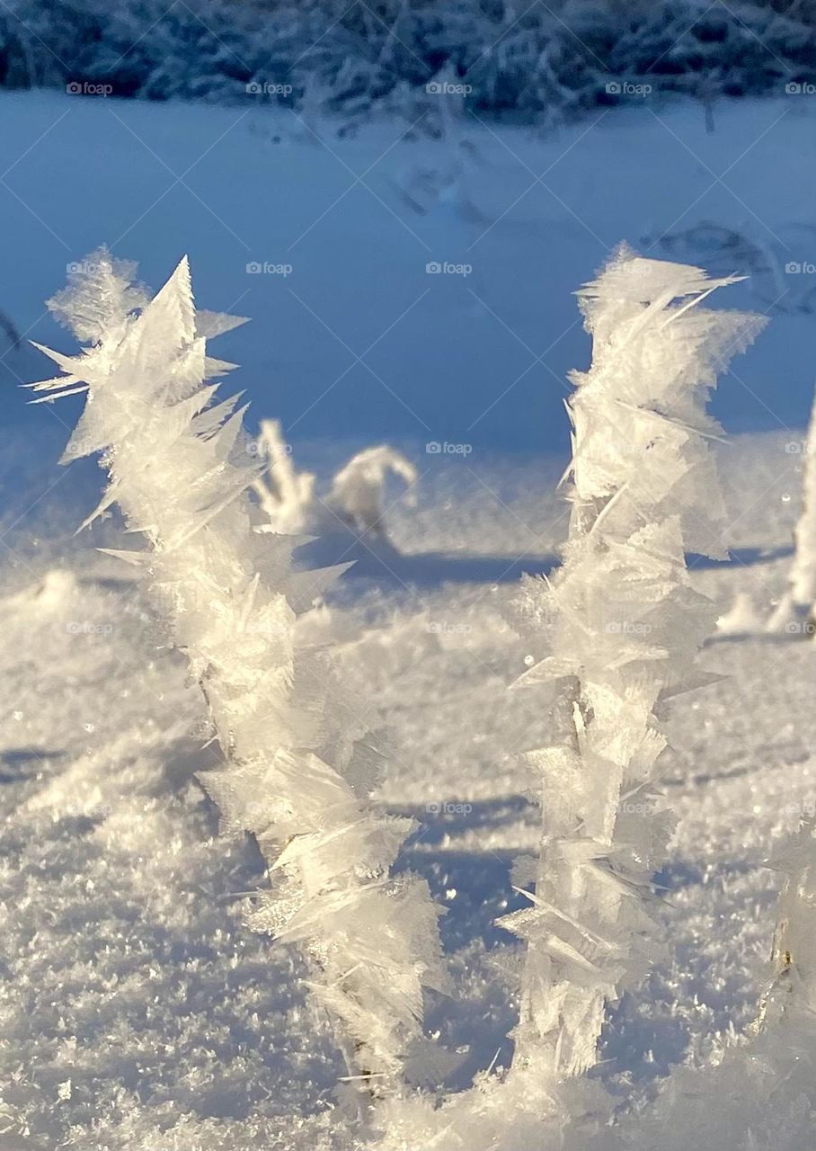 Frost covered grass on a bitter cold morning